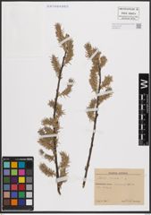 Foto von Salix cinerea L.